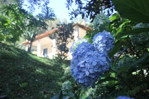 欧鲁普雷图Chalé na floresta com varanda的房子前面的一束蓝色花