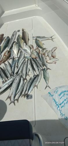 迪拜Dubai fishing trip 5 hours的船尾的一大堆鱼