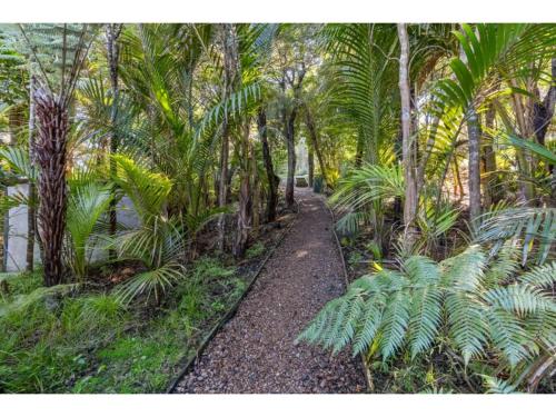 欧尼坦基Bellbird Paradise- Waiheke Escapes的棕榈树林中间的一条小径
