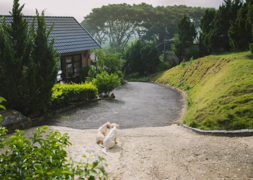 保禄SEN VILLA Boutique的两只鸭子正坐在马路中间