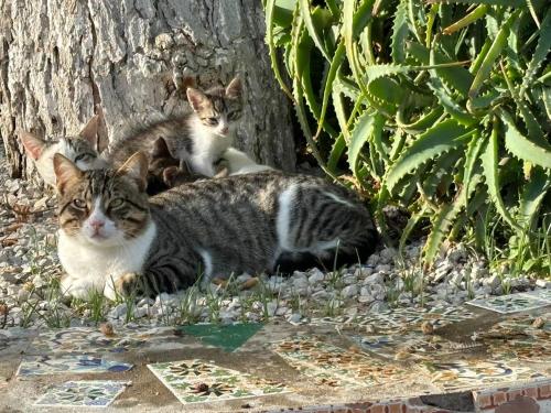 TazarkaDar louzir à Tazarka的几只猫躺在草地上