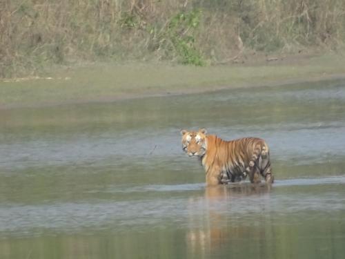 BhurkīāBardia Riverside View Park Resort的水中走的老虎