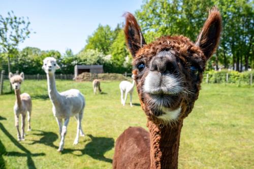 达默Hoeve den Akker - luxueuze vakantiewoningen met privétuinen en alpaca's nabij Brugge, Damme, Knokke, Sluis en Cadzand的围住田野中的骆驼
