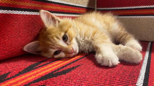 达纳Dana luxury huts的一只橙色的猫躺在红地毯上