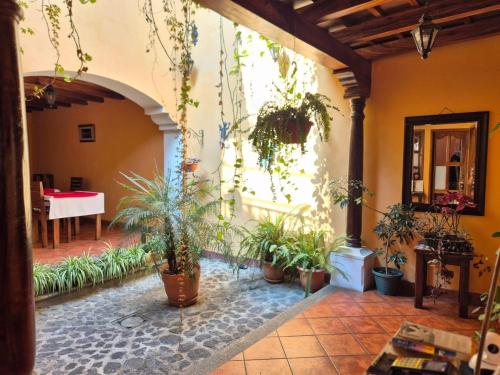 危地马拉安地瓜Hotel Casa Sofia的建筑中种有盆栽植物的庭院