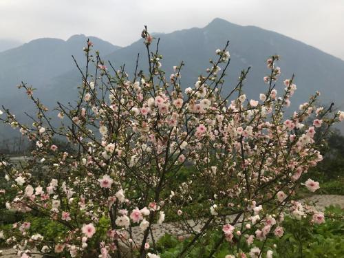 萨帕Sau Meo Mountain View的山 ⁇ 的粉红色花丛