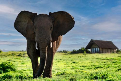 阿多戈拉大象营酒店的象站在田野上,背着房子