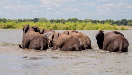 ChirunduGreen Park Safari and Fishing Lodge的一群大象在水中行走