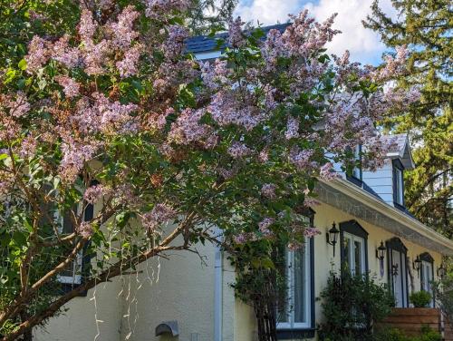 蒙特朗布朗La Tremblante的前面有一棵开花的树的房子