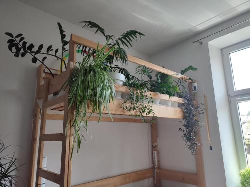 克拉科夫Evergreen Hostel Krakow的配有高架床和植物的房间