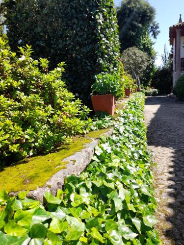 布拉加Quinta da Maínha - Charming Houses的花园里种有绿色植物和花卉