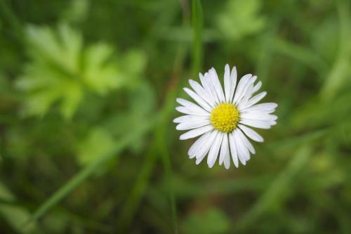 PoeniCottage by the river Valea Draganului的花花,花心呈黄色