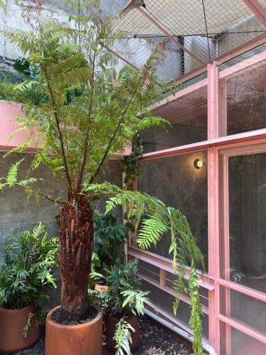 墨西哥城Xolo stays的楼前的盆子上棕榈树