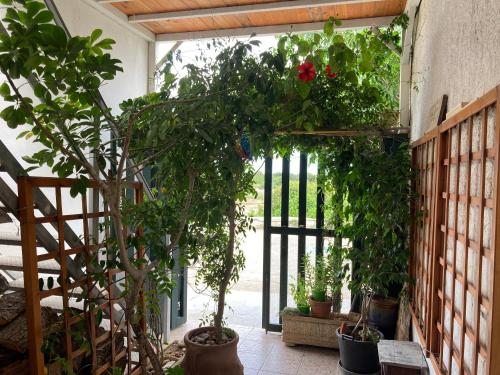 托雷科里梅纳Litoralis的庭院内种有盆栽植物的开放式门