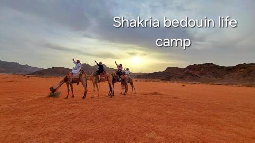 瓦迪拉姆Shakria Bedouin Life Camp的一群人骑着骆驼