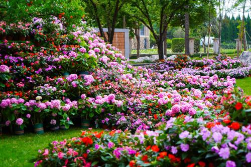 西安西安香格里拉的满布五颜六色花卉的花园
