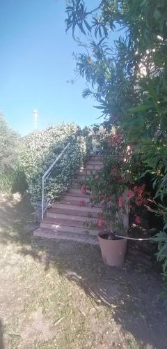 蒙蒂塞洛Fiuminale的一套楼梯,上面有盆栽植物