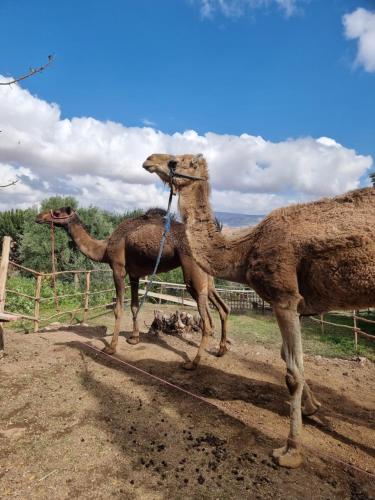 拉拉塔可库斯特Les terrasses du Lac Marrakech的几只骆驼站在土路上
