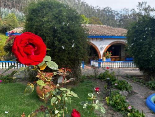 索加莫索芬卡圣佩德罗旅馆的花园中一朵红玫瑰,就在房子旁边