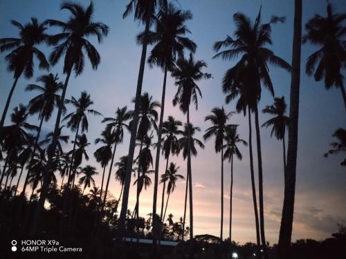 爱妮岛Forest Camp El Nido的日落前的一组棕榈树