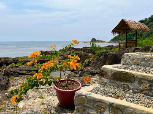 BarasL'Astrolabe - Beach Kubo的坐在海洋附近岩石上的盆子中的植物
