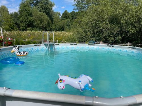 LubinU Gosi i Piotra的水中一个有玩具马的游泳池
