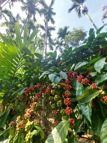 Rustic Nest Cottage, Gonikoppal- Ammathi Road, Coorg外面的花园