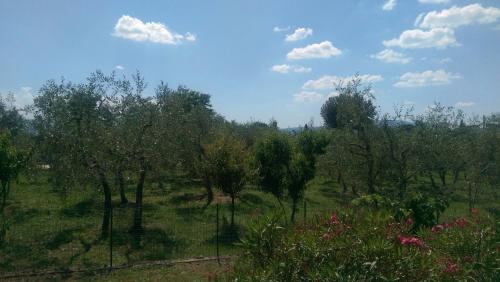 皮安迪斯科Villa Monnalisa的一片绿树成荫的草地,天空中云层