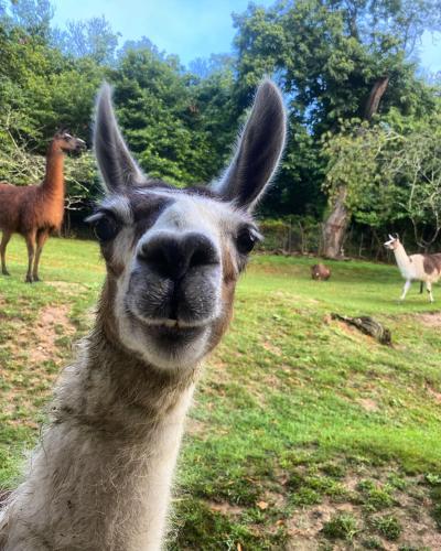 Loire Valley Llama Farm Stay