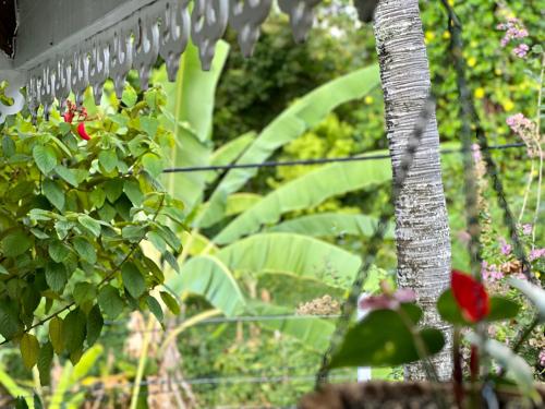 阿鲁埃Maison Taina的花园种有绿色植物,设有围栏