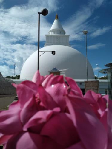 ButtalaDiyathma lake resort的白色建筑前的粉红色花