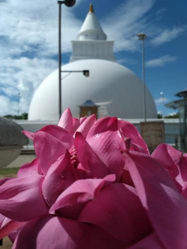 ButtalaDiyathma lake resort的白色建筑前的一大束粉红色花