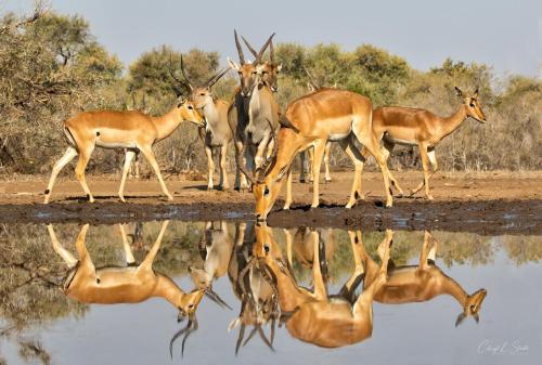 Korabi Lodge & Game Farm