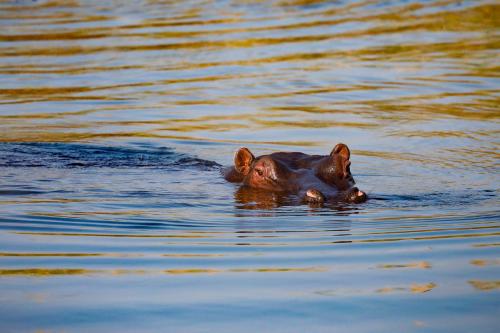 Zambezi Dusk