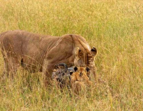 Kalunguyeye Safaris