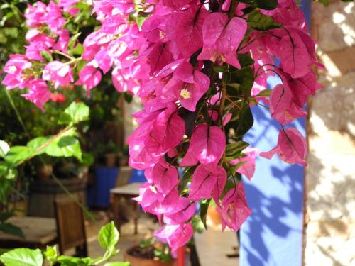 索列尔Casa Bougainvillea的相册照片