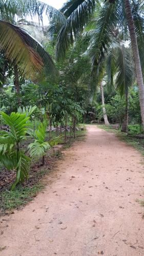 阿努拉德普勒Pruthuvi nature zone yahalegama的两边一条种有棕榈树的土路