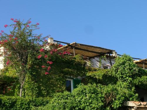 特罗佩阿Appartamenti Salato的一座常春藤覆盖着粉红色花的建筑