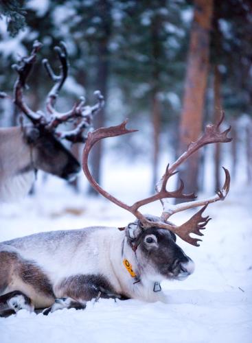 Reindeer Lodge