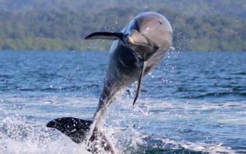 博卡斯德尔托罗Dolphin Bay Hideaway的海豚跳出水面