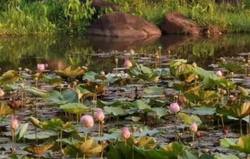 FANDEE ISLAND Treehouses & Ziplines - Tad Lo, Bolaven Loop Pakse