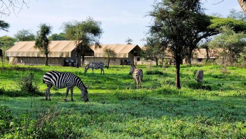 Africa Safari South Serengeti Ndutu Camping