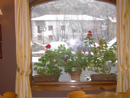 科斯加亚科斯加雅酒店的两盆植物和雪的窗户