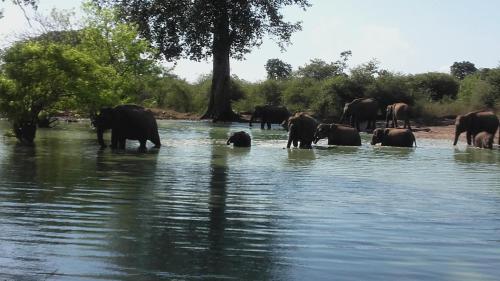 达瓦拉维瓦拉维公园景观酒店的一群大象站在水里