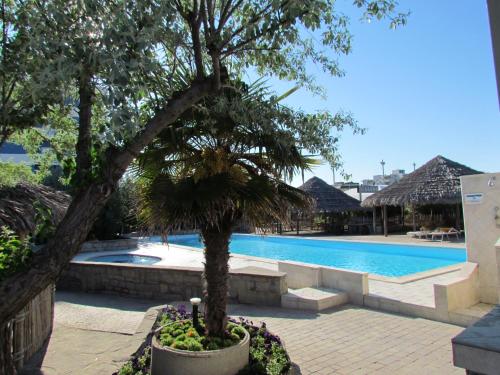 丽都阿德里亚诺Grand Hotel Azzurra Club的游泳池旁种植的树