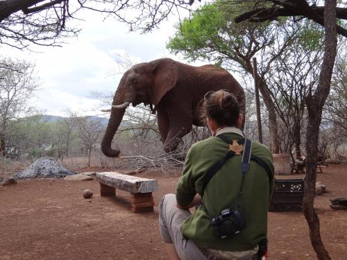 Pongola Game ReserveWhite Elephant Safaris的女人看着一只大象的鼻子