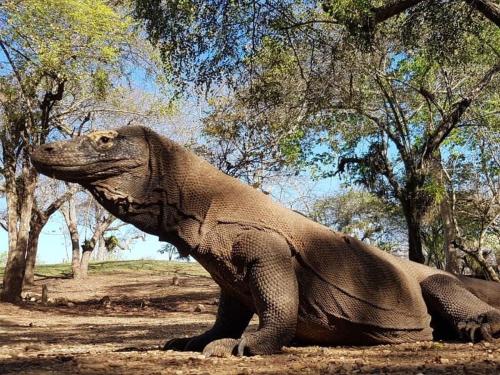 4D3N CRUISE Lombok-Komodo-Flores