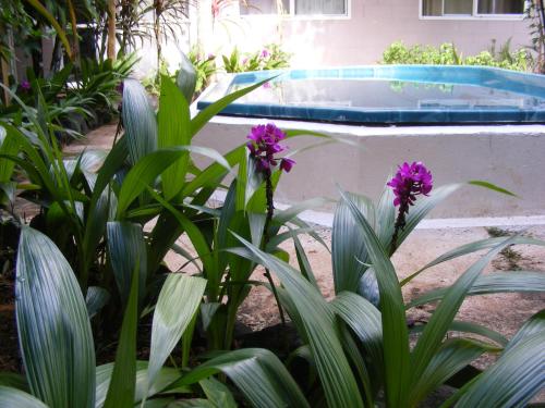 拉罗汤加森特尔汽车旅馆的游泳池前种有紫色花的植物