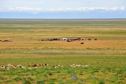 乌兰巴托Adventure Riders Mongolia的一群动物在山地的背景中
