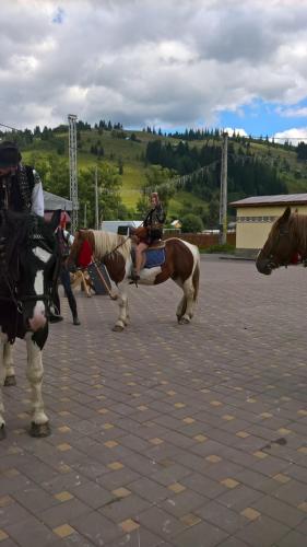 Ciocăneşti布科维纳别墅旅馆的相册照片